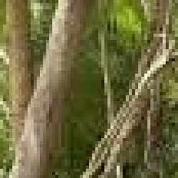 The Belize Zoo and Tropical Education Center La Democracia