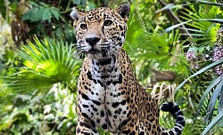 Belize Luxury Resorts For Couples