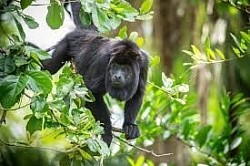 Luxury Hotels In Belize On The Beach