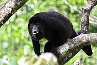 Belize Rainforest Animals