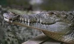 The Belize Zoo is located at mile 29 on the George Price Highway in La Democracia Village in the Cayo District.