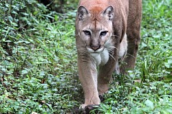 The Belize Zoo is located at mile 29 on the George Price Highway in La Democracia Village in the Cayo District.