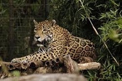 Belize Rainforest Animals