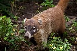 Belize Rainforest Animals