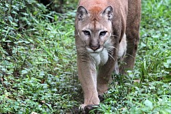 Belize Rainforest Animals