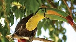 Belize Rainforest Animals