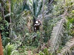 Zipline Near San Ignacio Belize Prices