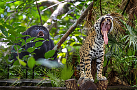 Belize Luxury Resorts For Couples